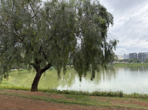 [紐約馬之行-68] 2025_1116 伊比拉布埃拉公園-中2955116