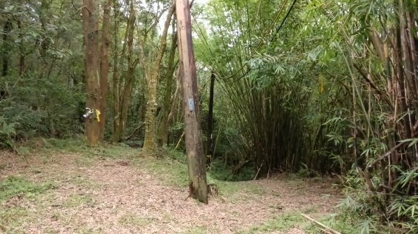 雙溪區溪尾寮古道-藤寮坑古道O型3114498