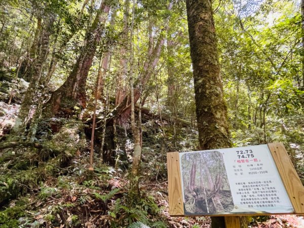 1140825司馬庫斯新巨木園區-司立富瀑布-部落觀景台2871208