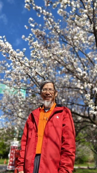 #中山樓 #陽明公園 #十八份 #吉野櫻 #墨染櫻（花葉同開/右側/左側大寒櫻） 3/113013207