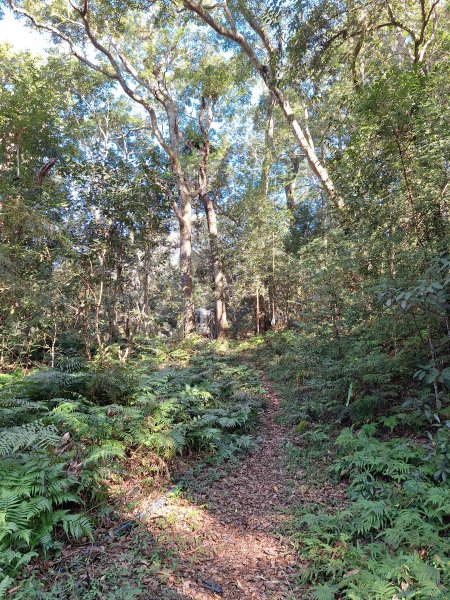 泰安麻必浩林道南坑山O型202502282724662