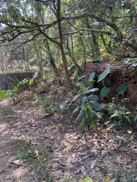 20260214三竹縱走;三腳南山+竹仔尖山3001697