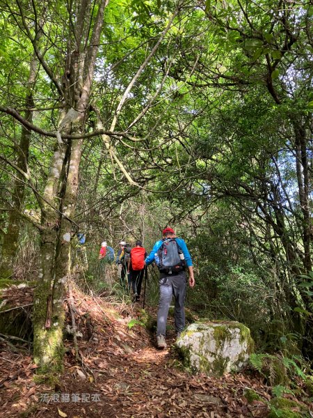 【羅馬縱走】山林巨木饗宴，夏季避暑的縱走路線2888196