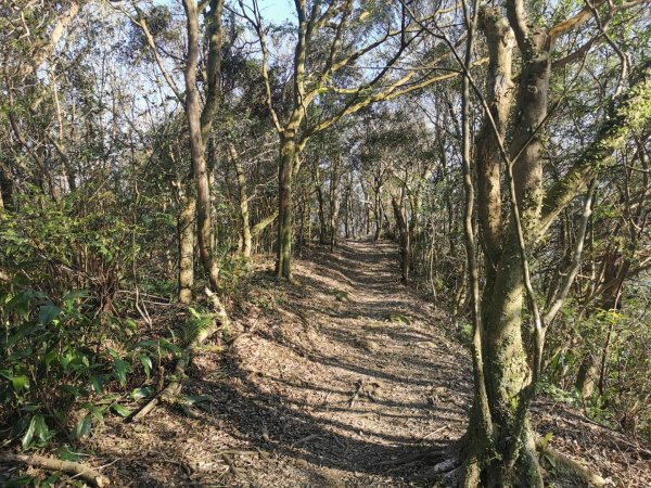 猴山岳萬壽路登山口-猴山岳-林家草厝-猴山岳山腰路-泰元農場 踽踽獨行之二2720847