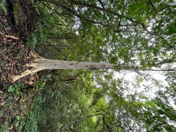 20230821_烏山-外澳古道2762706