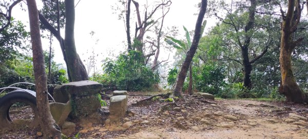 微笑山線：【天上山系】望月亭桐花段3001602