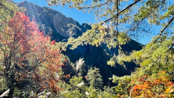 1101211大雪山230林道9.2k/雪山西稜登山口1546392