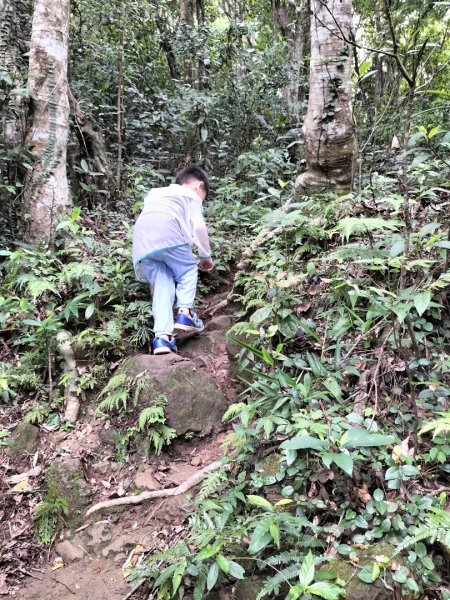 關西赤柯山、東獅頭山步道2262841