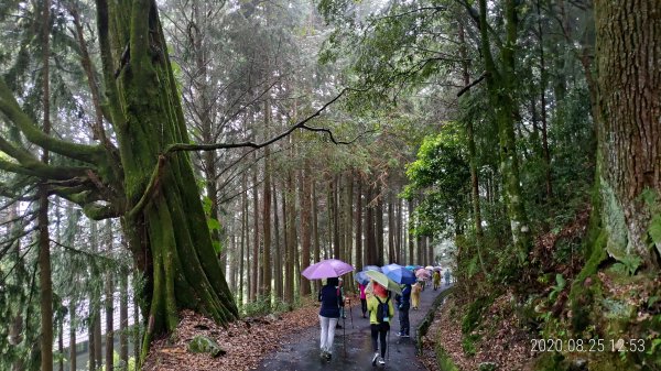 [爬山趣] 大雪山國家森林遊樂區...雨中的抉擇