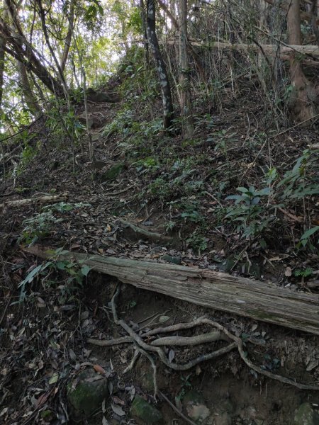 2024.11.29 騎龍山+騎龍古道2990402