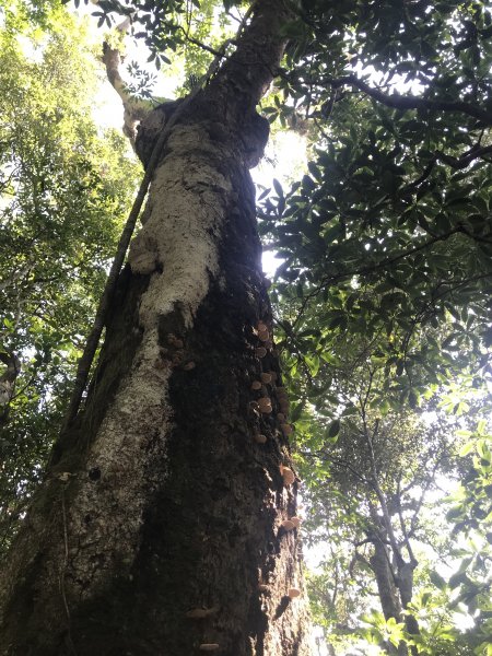 哈盆古道-波露南山-波露山O型走1475873