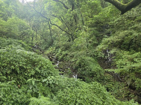 20260827圓柳古道-茄苳坑採金古道3114753