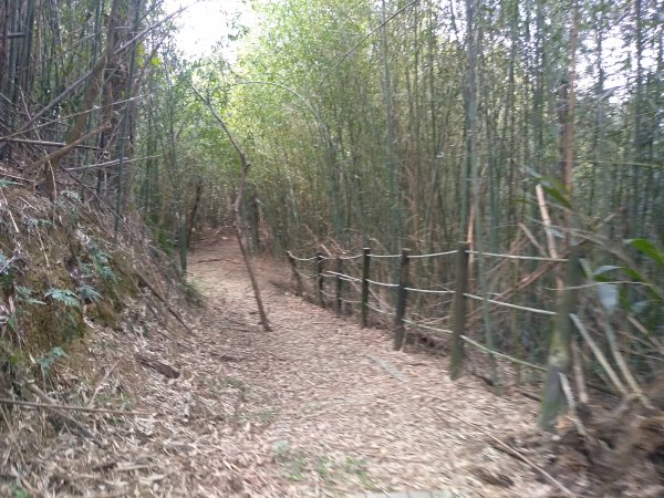 山塘背登山步道-竹林秘境1606257