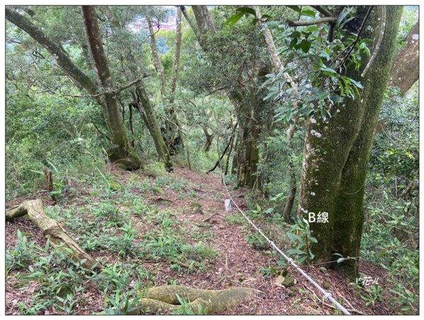 大克山 南稜線A上B下 (卓蘭最高峰)2825496