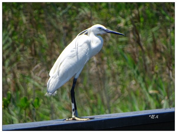 新豐紅樹林木棧步道2707067