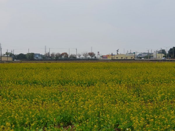 菁埔埤濕地步道1245828