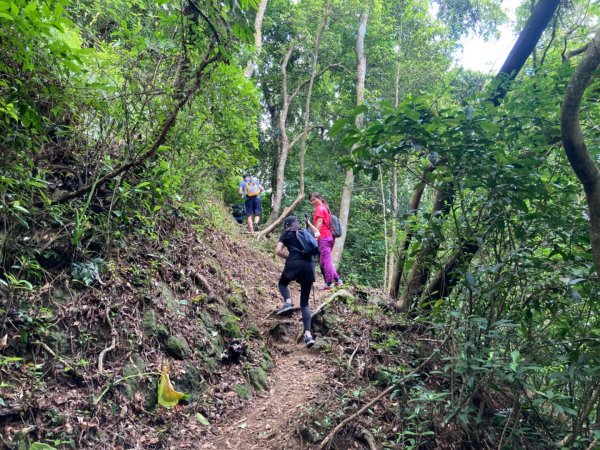 關西赤柯山、東獅頭山步道2278787