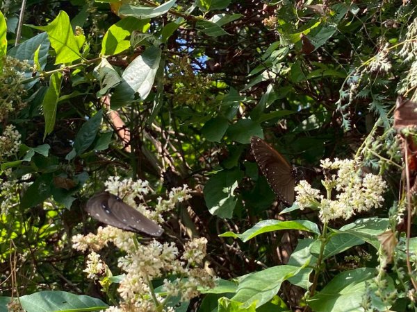 🌈3/7（六）茂林紫斑蝶×龍頭山小長城×多納部落✨FB：熊熊趴爬走🌈3011523