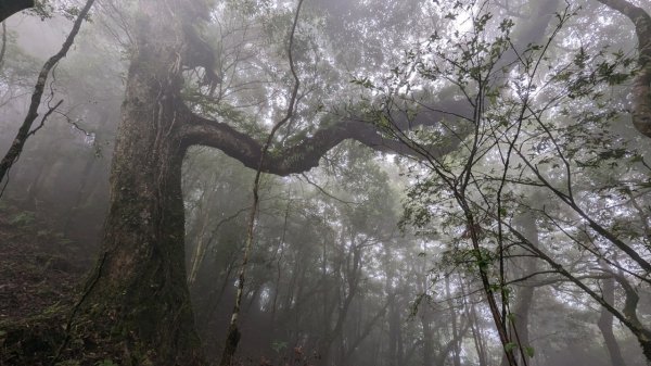 113.06.01魯壁山-東穗山之旅2529895