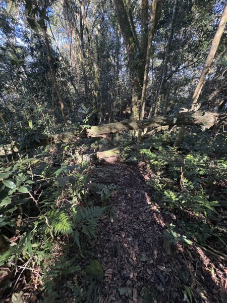 20251116鳴海山、網子山登山步道2938384