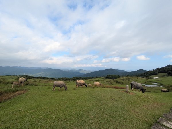 20251108桃源谷到草嶺古道大里天公廟2931450