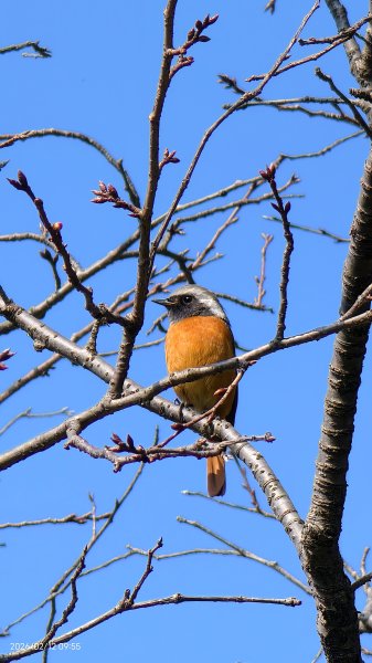 #河津櫻 #八重櫻 #山櫻花 #黃尾鴝 #綠繡眼 #夕陽 2/122997674