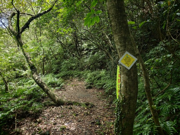 [淡蘭古道] 2026_0531 北路第一段_燦光寮古道(下)-牡丹溪畔3070971