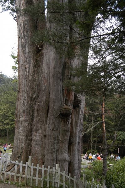 2004_0606_雪山神木與稍來山2072915