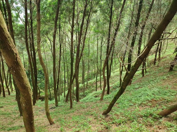 土城天上山，大暖尖山，猴洞，清水石門山，桐花公園，賞螢步道，承天禪寺，桃園福源山1645598