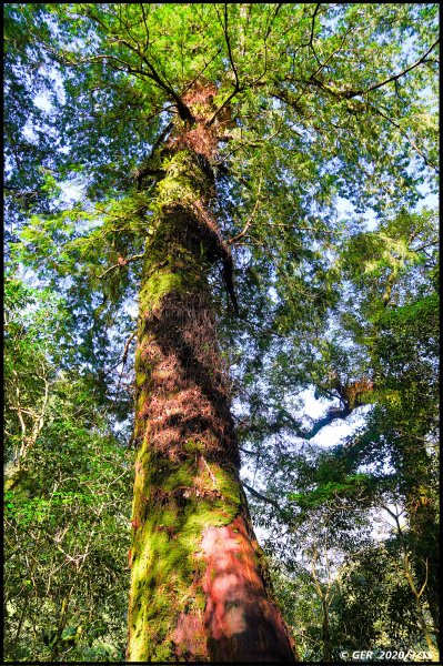 全台最大的紅檜森林 ~ 拉拉山巨木群885592