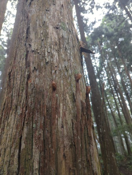 2025.07.05－高島縱走2828185