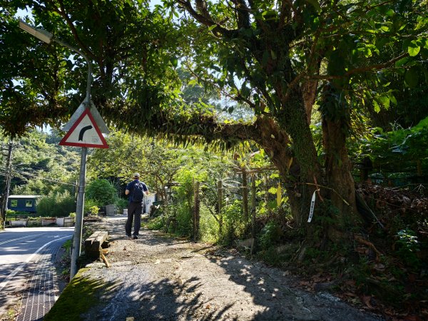 [淡蘭古道] 2026_0614 南路第二段_倒照湖山步道3096900