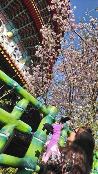 淡水天元宮賞櫻-三芝千手觀音如來2718440