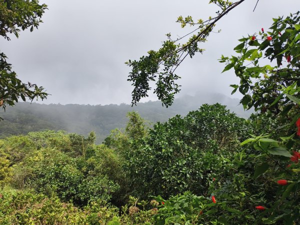 [百山百鳥尋旅-15/15] 2025_0929 硬漢嶺步道(觀音山)2901001