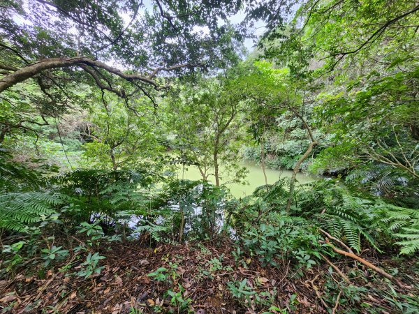 20241229界寮縱走下汐止2721707