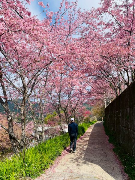 桃園 復興 巴陵 恩愛農場3011883