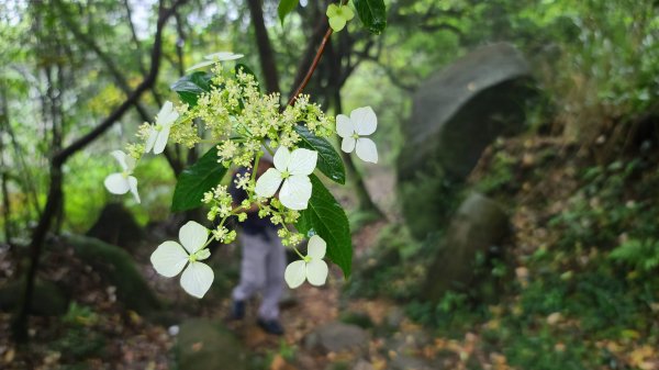 2021-0423 魚路古道到八煙1360000