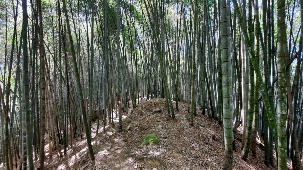 《南投》竹林台灣杉｜溪頭山竹崙山志騰山O繞202302182035832