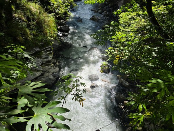 屏風山2天1夜順遊合歡北賞紅毛杜鵑花海2516430