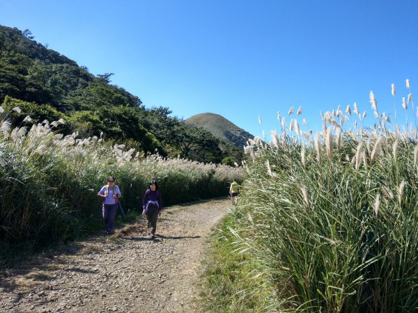 面天山、向天山賞芒行736964