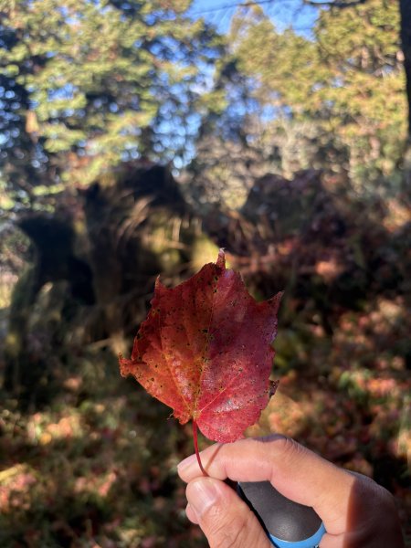 20251225塔山步道(大塔山)2970365