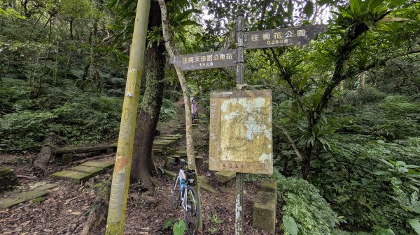 115.05.01天上山-桐花公園之旅3052118