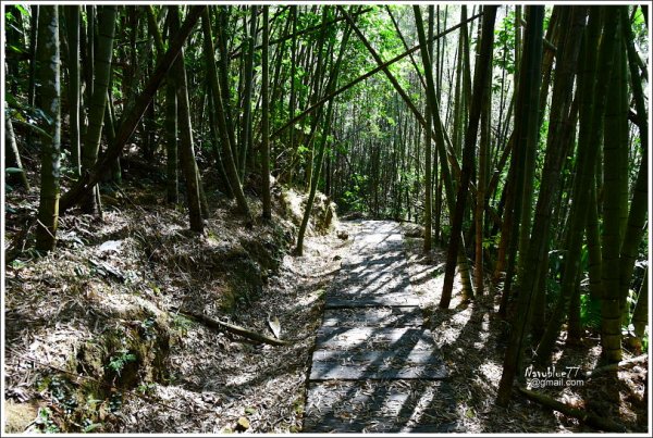 嘉義阿里山鄉里佳巨石板步道602003