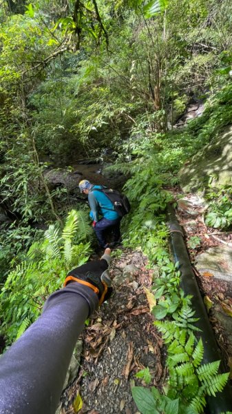 烏來西坑林道/探勘派出護管所彈藥庫遺址至獅坑橋2576278