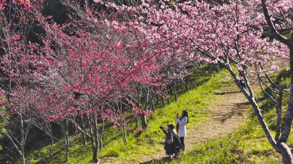 【台灣健行】春艷 • 寶山二集團2698546