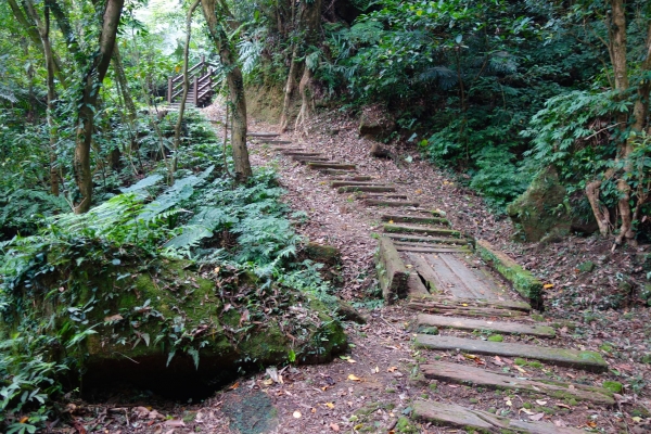 【春夏之際】土庫岳（更寮古道）17802