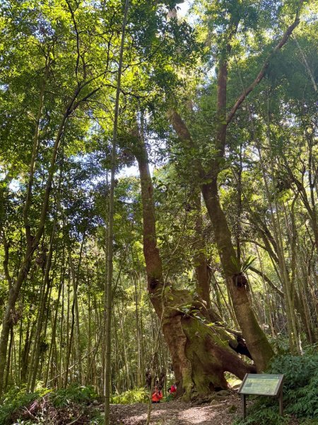 九穹神木 左訪嘉南雲峰 右到好望角看風景上石壁山(小百岳#55)2944784