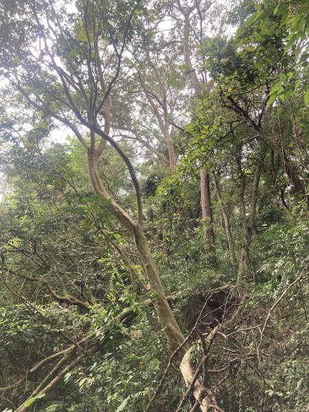 飛鳳山登山步道2459547