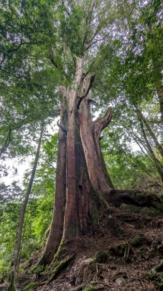 鎮西堡巨木步道群 (B區)2861176