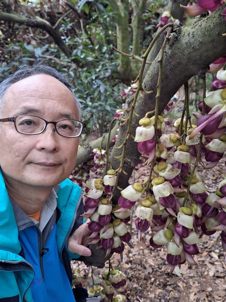 草尾嶺步道賞血藤花202503292749682